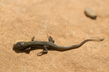 The sand lizard (Lacerta agilis) is a lacertid lizard. A baby reptile has just hatched from an egg.