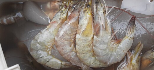 fresh fish in the market