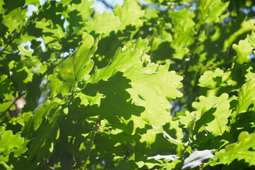 Fototapeta na wymiar oak leaves in sunlight