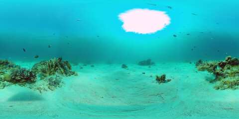 Tropical coral reef 360VR. Underwater fishes and corals. Panglao, Philippines.