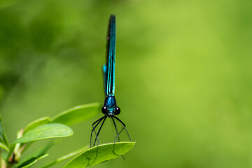 Closeup of ebony jewelwing damselfly