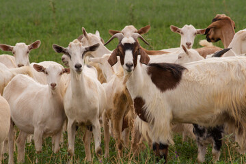 Naklejka na ściany i meble Rural scenic. Herd of goats in the grassland. 