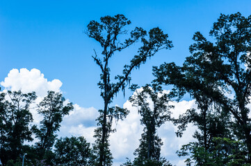 Beautiful and curious clouds background blue sky at Florida.