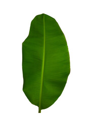 isolated banana leaf green set is located on a white background.Collection of isolated banana leaf green on white background Tropical banana leaf