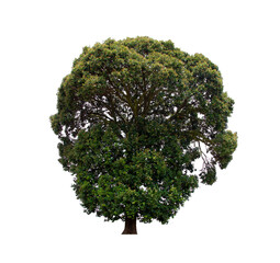 isolated tree green is located on a white background. Collection of isolated tree on white background Tropical tree