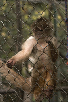 mono en jaula sacando las manos