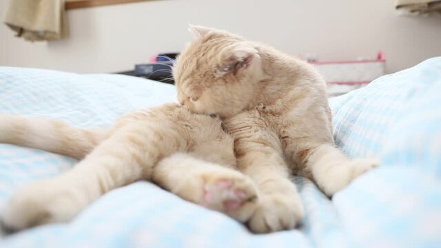 かわいいネコ