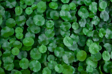 Water Pennywort ,Round leaf plants can be eaten.