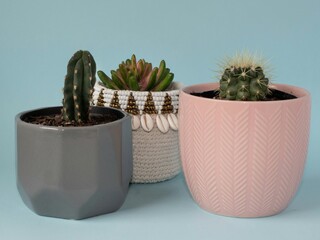 Three cactus plants in pots with blue background