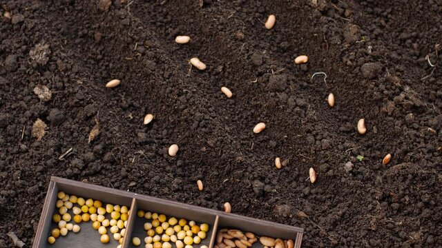 Seeds for planting in the garden