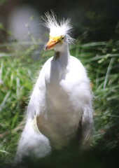 Cute baby egret explores nature.