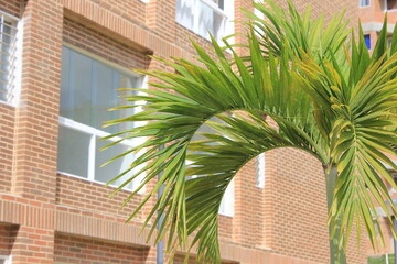 Palm tree and building