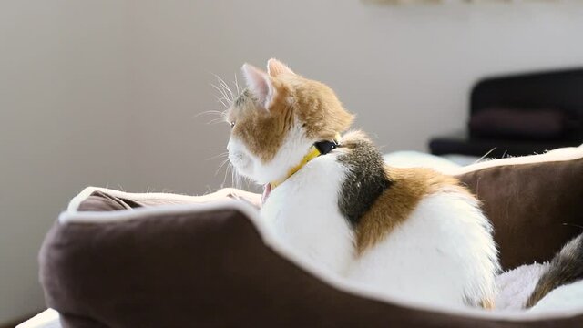 かわいいネコ