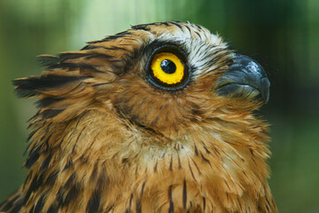 Yellow eyes