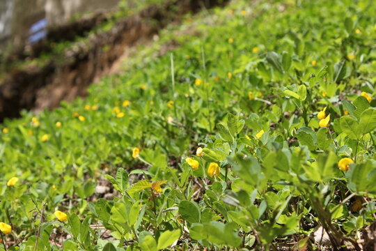 Wild yellow flowers