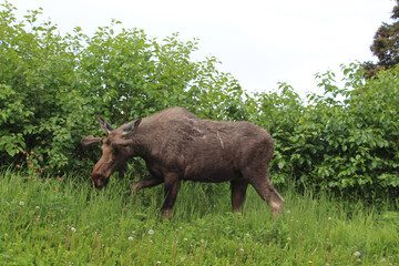 Bull moose with small antlers in Anchorage, Alaska