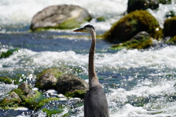great blue heron ardea cinerea