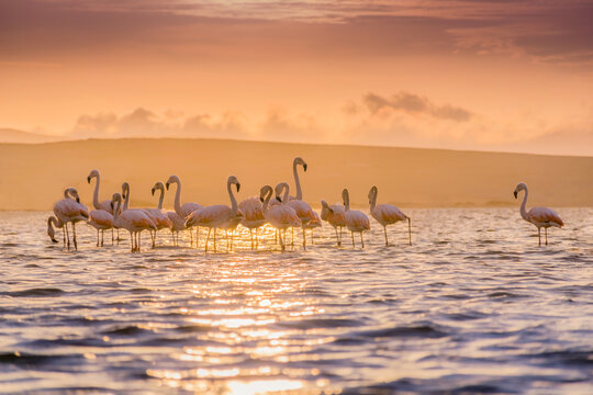 Flock of flamingos at sunset in the osean 