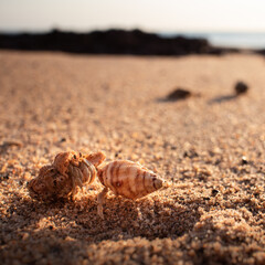 Group of hermit crabs at the beach, sunset time. Sand and ocean at the background. Blurry background. Squared picture. Dundee Beach near Darwin, Northern Territory NT, Australia