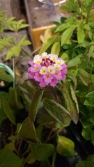 Starburst - Lantana