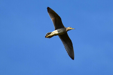 Meadowlark 