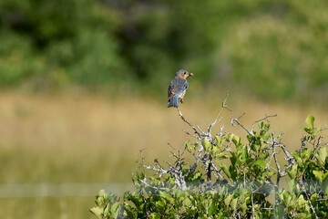 Eastern Bluebird in tree