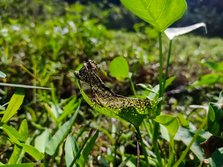 The green leaves are drying up close-up low angle view in the morning.