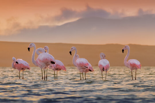Perfect flamingo
