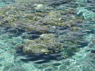 Ocean Water Reflected Over Coral Reef