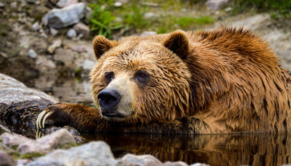 Obraz na płótnie Canvas Ours grizzli
