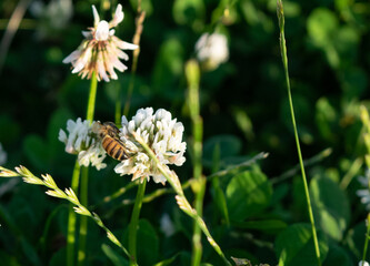 Clover honey bee