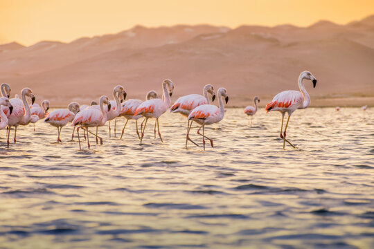 Pink walkers