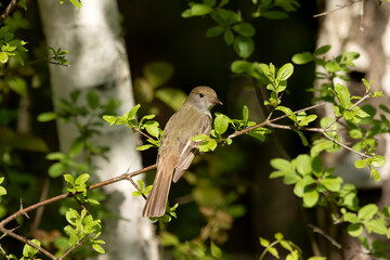 A Great crested flycatcher sits on a branch og scrub near the nest