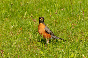 American robin on a meadow