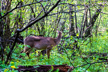 Hiking path in Shenandoah National Park