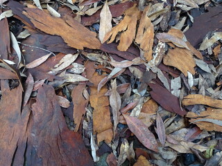 Leaves and Bark on a Forest Floor.