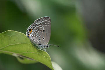 butterfly on green leaf