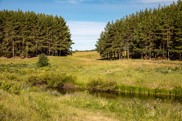 Fototapeta na wymiar Meadow and coniferous forest on the Bank of a small river on a clear summer morning.