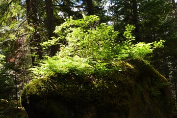 moss , trees and ferns growing on rock