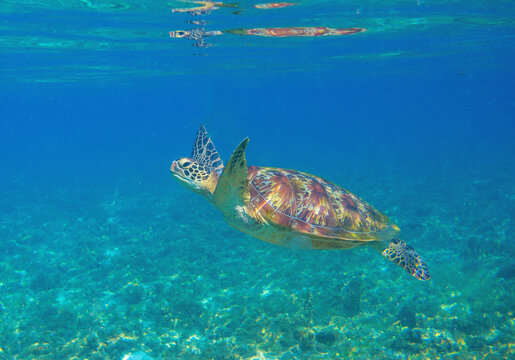 Sea turtle in shallow sea water. Aquatic animal underwater photo. Tropical island snorkeling and diving banner template