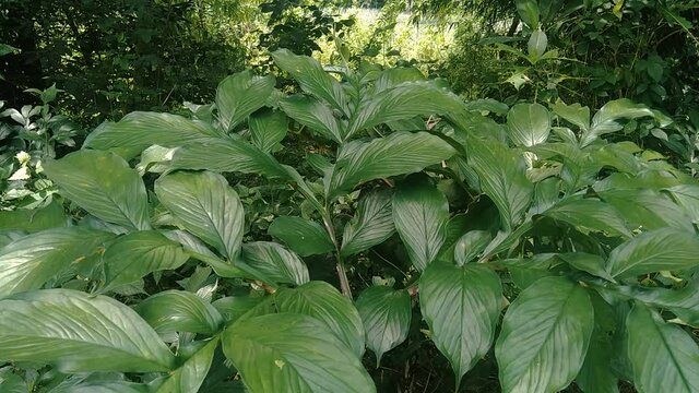 Green Amorphophallus paeoniifolius (suweg, porang, elephant foot yam, whitespot giant arum) with a natural background