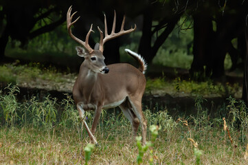 Dancing Buck