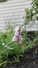 English Lavender