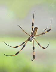 Focus Stacked Image of a Golden-Silk Spider on an Out of Focus Light Green Background