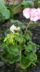 White Geranium blooming