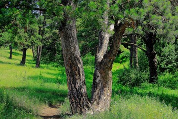 path in a pine forest