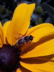 bee on yellow flower