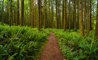 Obraz premium Canadian Rain Forest. Beautiful View of Fresh Green Trees in the Woods with Moss. Taken in Golden Ears Provincial Park, near Vancouver, British Columbia, Canada. Panorama Nature Background