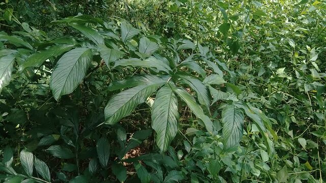 Green Amorphophallus paeoniifolius (suweg, porang, elephant foot yam, whitespot giant arum) with a natural background