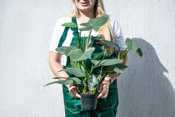 Woman holding big filodendron plant with silver leaves. © Victoria